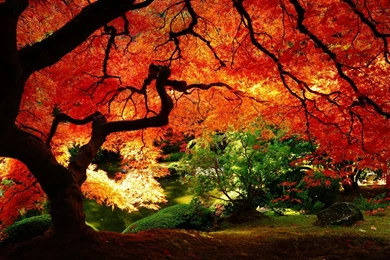 Download Download Autumn Wallpapers Desktop