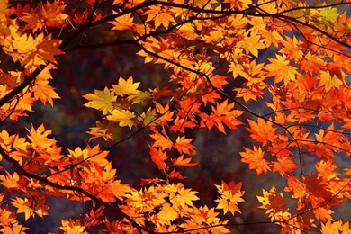 1280x960 Japan Autumn Desktop PC And Mac Wallpapers