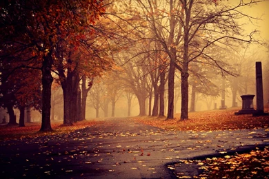 1920x1200 Park In Autumn Desktop PC And Mac Wallpapers