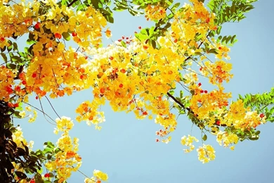 Flower Wallpapers 253   HD Wallpapers