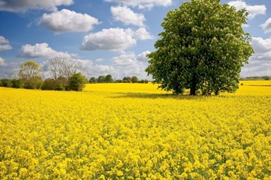 35+ Beautiful Free Flowers Wallpapers HD For Download