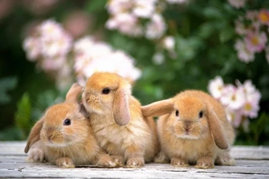 Rabbit Wallpapers 1152x864 Wallpapers, 1152x864 Wallpapers ...