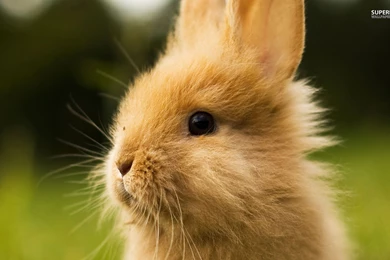 Rabbit Wallpapers   Animal Wallpapers