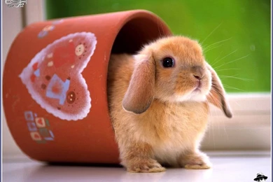 1024x768 Rabbit 1 Desktop PC And Mac Wallpapers