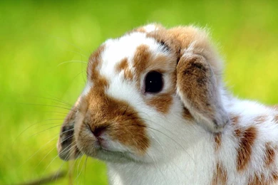 Desk Top Wallpaper, Rabbit