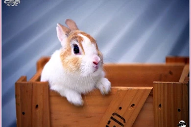 1024x768 Rabbit 3 Desktop PC And Mac Wallpapers