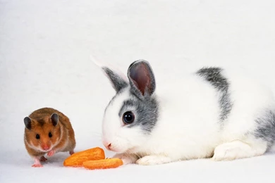 Wild Rabbit In Forest Wallpapers For Desktop   Zibrato