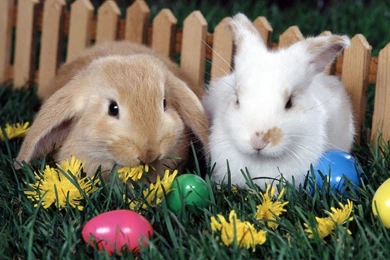 Wallpapers Rabbit, Fence, Egg, Easter, Hare, Sweet Easter Bunny.