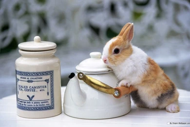 Free Wallpapers   Free Animal Wallpapers   Rabbit Wallpapers ...