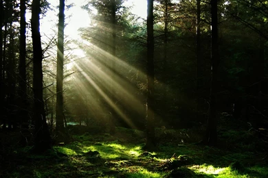 Nature Forest Sunshine Wallpapers   (
