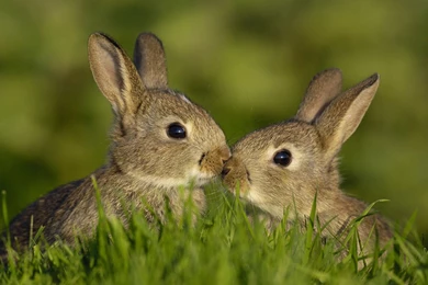 Wallpapers Rabbit, Grass, Bunny, Kiss Desktop Wallpapers » Animals ...