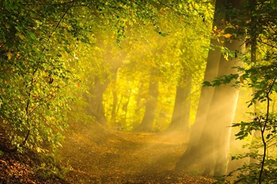 Sunshine Wallpapers >> Backgrounds With Quality HD