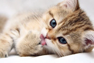 Free Pictures Of Cats   HD Wallpapers And Pictures