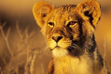 Wallpapers Lion (5)   HD 3D Unique Wallpapers