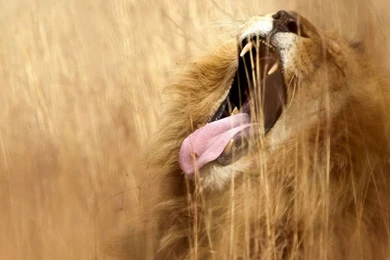 Lion Abstract Wallpapers HD