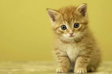 Cute Cats Wallpapers 4 Free Hd Wallpapers   Hivewallpaper.com