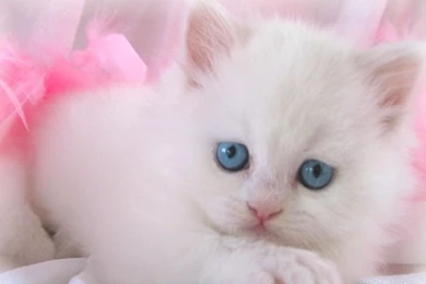 Pictures > Cute White Kitten Wallpapers