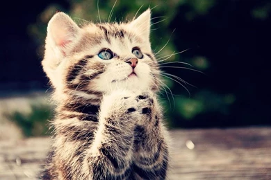 Tabby Cat Desktop Wallpapers