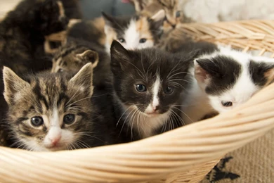 Hd Cat Wallpapers, Kitten Images, Free Cat Images, Claw, Hairy ...