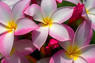 Beautiful Hawaiian Plumeria Flowers.jpg