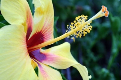 Hawaii Flowers Pictures   HD Wallpapers Lovely