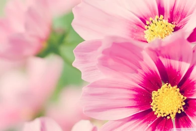 Gallery Nature Wallpapers