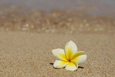 Beautiful Frangipani Plumeria Tropical Flower On Sandy Beach ...