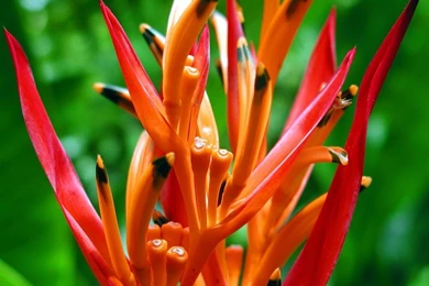 Desktop Flower Wallpapers   Beautiful Flower Wallpapers