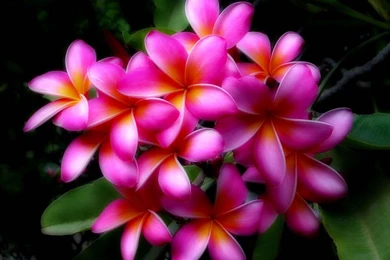 Hawaiian Flowers Hawaii Flowers