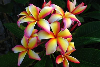 Hawaii Flowers Pictures   HD Wallpapers Lovely