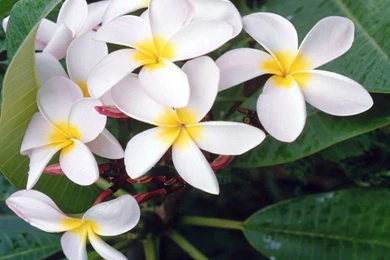 Hawaiian Flower Pictures   Wallpapers HD Wide