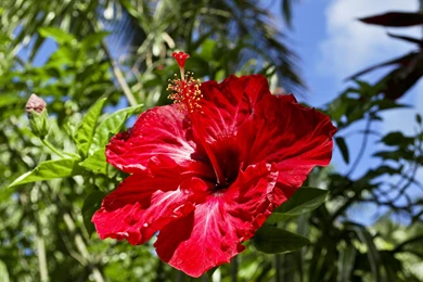 Tropical Flower Red Hibiscus In Hawaii Polynesia   (