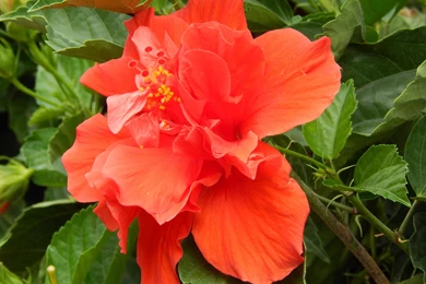 Hawaiian Wallpapers >> Backgrounds With Quality HD