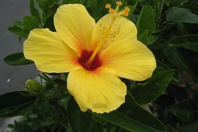 Hawaii Flower Wallpapers   648071