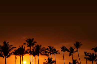 Hawaii Sunset Palm Tree Best Nature iPAD iCloud WallPaper.jpg