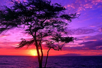 Download Wallpapers Kiawe Tree At Sunset, Wailea, Maui, Hawaii ...