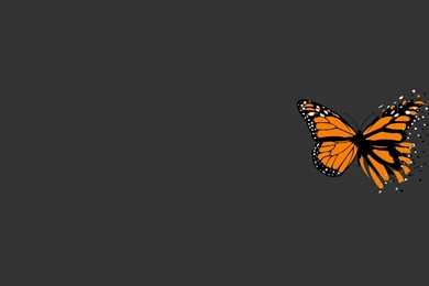 Butterfly Wallpapers