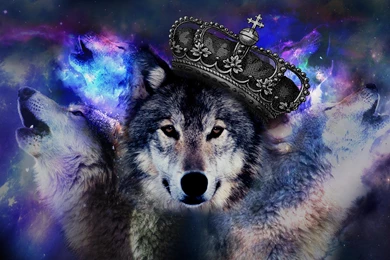 Wolf Wallpapers HD