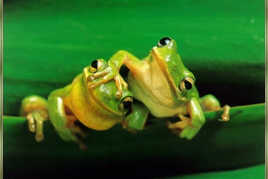 Pictures Of Frogs   Wallpapers HD Wide