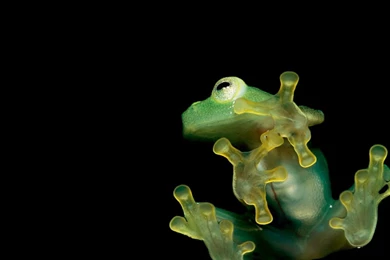 1 Golden Poison Dart Frog HD Wallpapers