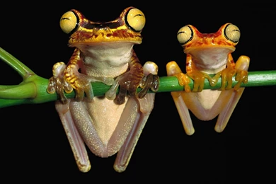 Two Frogs Wallpapers   Random Wallpapers (31523264)   Fanpop