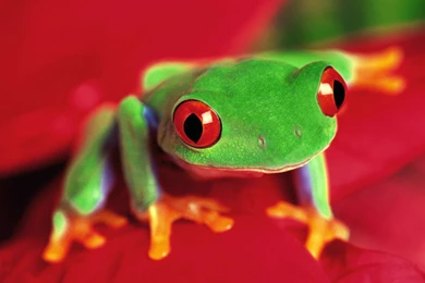Red Eyed Tree Frogs   Tree Frogs Wallpapers (11755526)   Fanpop