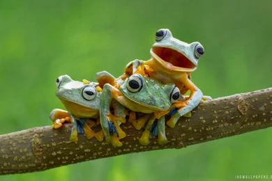 Black Webbed Tree Frogs HD Wallpapers   IHD Wallpapers