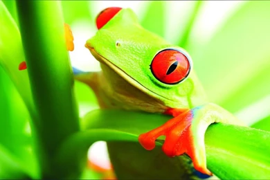 Cute Real Frog Wallpapers Free Download Wallpapers Wallpapermine Com ...