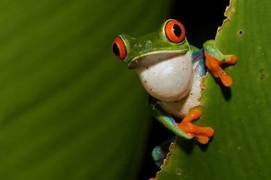 Animal : Red Tree Frogs Jpg Wallpapers Animals Frogs Red Tree Frogs ...