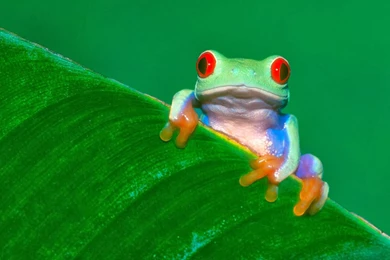 Frog Wallpapers HD   Beautiful Desktop Wallpapers 2014