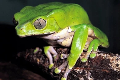 Frog Wallpaper!   Frogs Wallpapers (7018136)   Fanpop