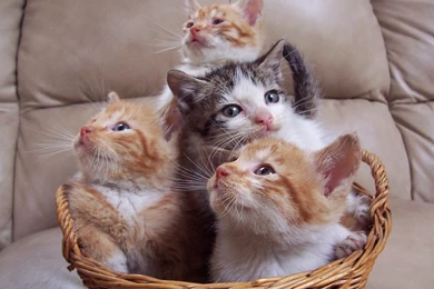 Cute Cat WallPapers Free Download