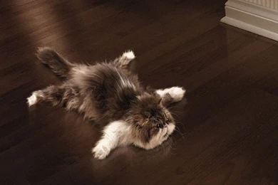 Cat Desktop Wallpapers   Widescreen HD Wallpapers