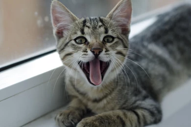 Hd Cat Wallpapers, Free Cat Images, Claw, Hairy, Animal Desktop ...